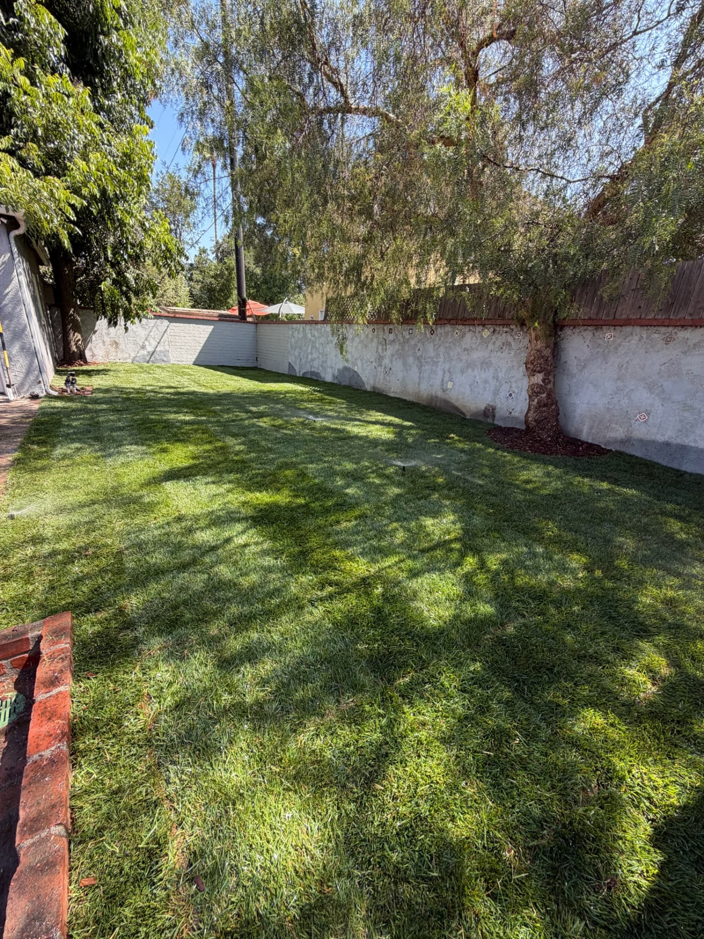 Established lawn with irrigation heads along a garden wall